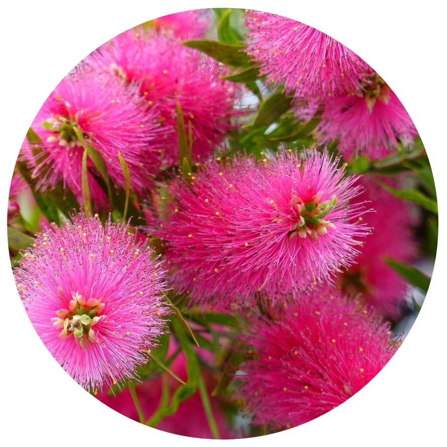 Kingdom Flower Essence