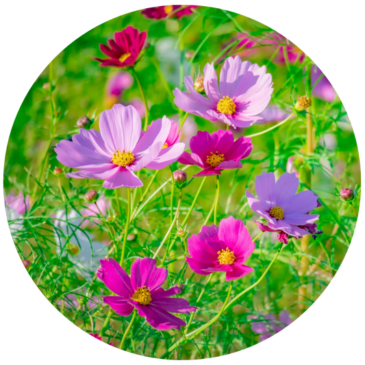 COSMOS Flower Essence